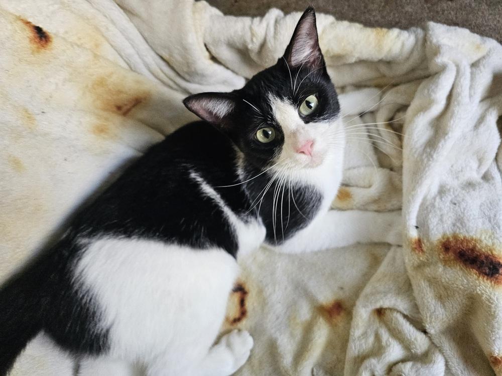 Apple Pie — thumbnail 3