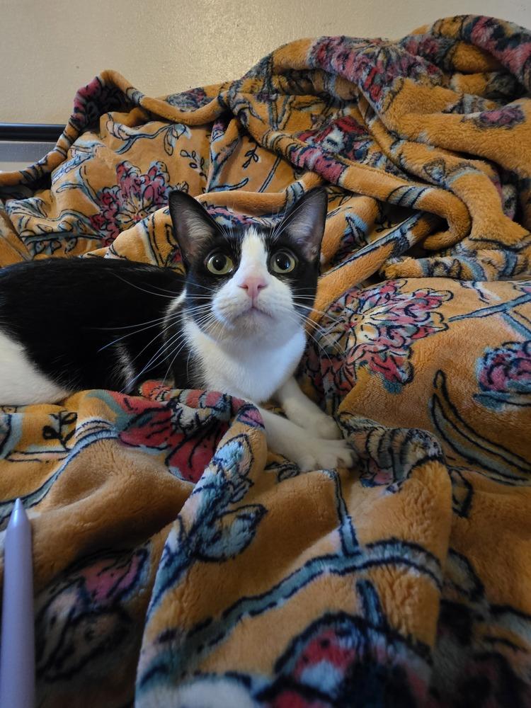 Apple Pie — thumbnail 4