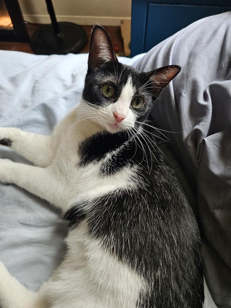 Apple Pie — thumbnail 5