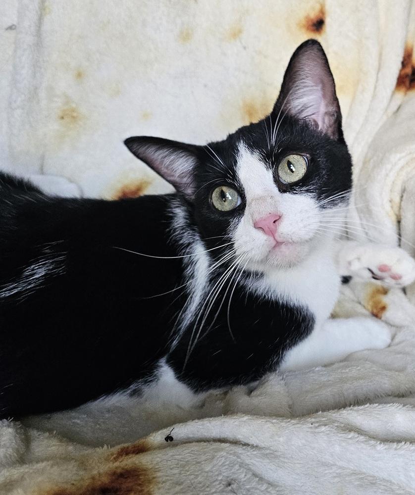 Apple Pie — thumbnail 6