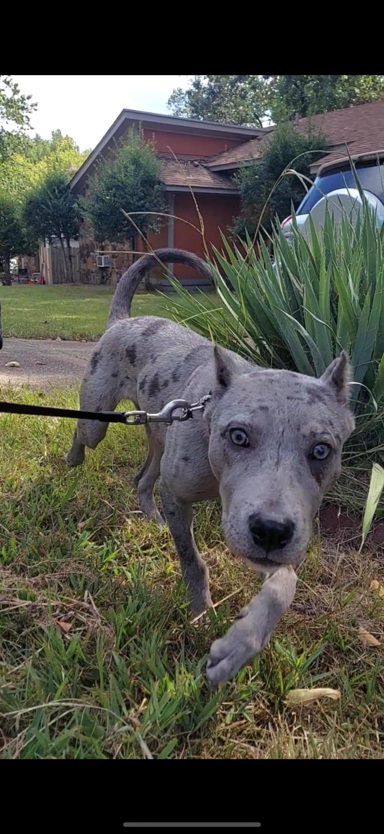 Enlarge Cruz, a Adopted Mixed Breed in Bloomington , IN image 1/2