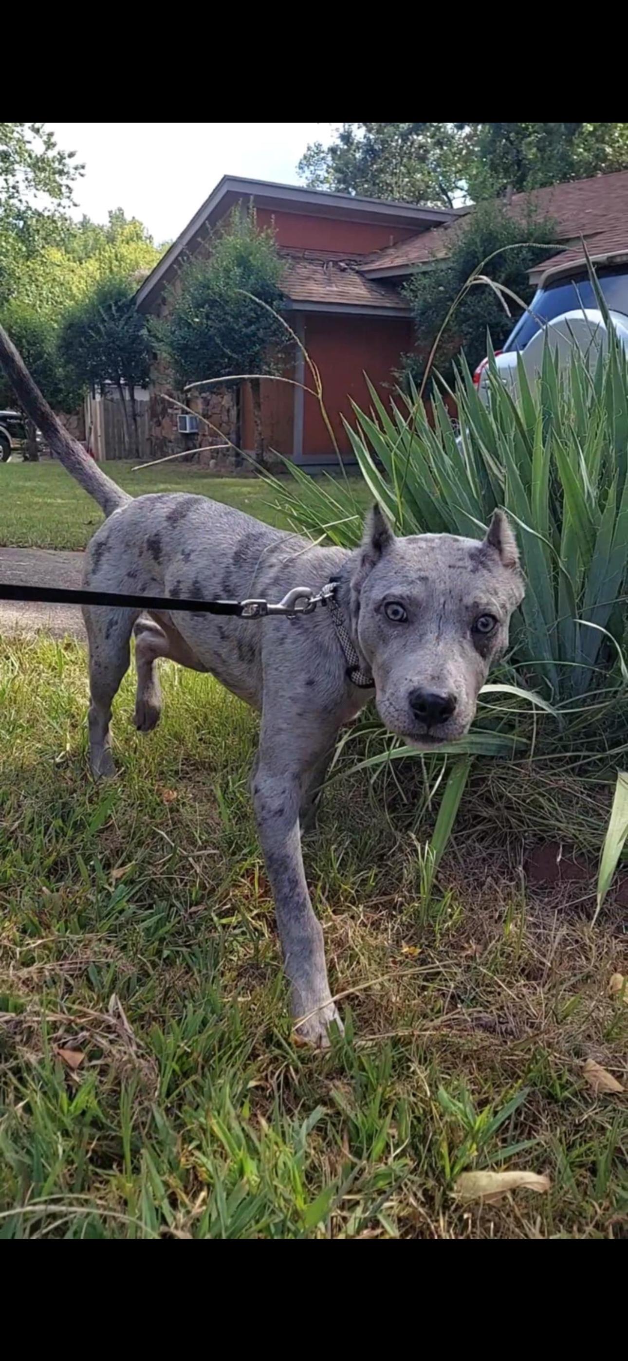 Enlarge Cruz, a Adopted Mixed Breed in Bloomington , IN image 2/2