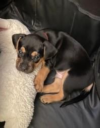 Bennett, Adoptable, Puppy Male French Bulldog & Dachshund.