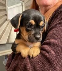 Enlarge Bennett, a Adoptable mixed breed in Wichita, KS image 2/3