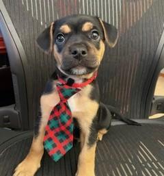 Enlarge Bennett, a Adoptable mixed breed in Wichita, KS image 3/3