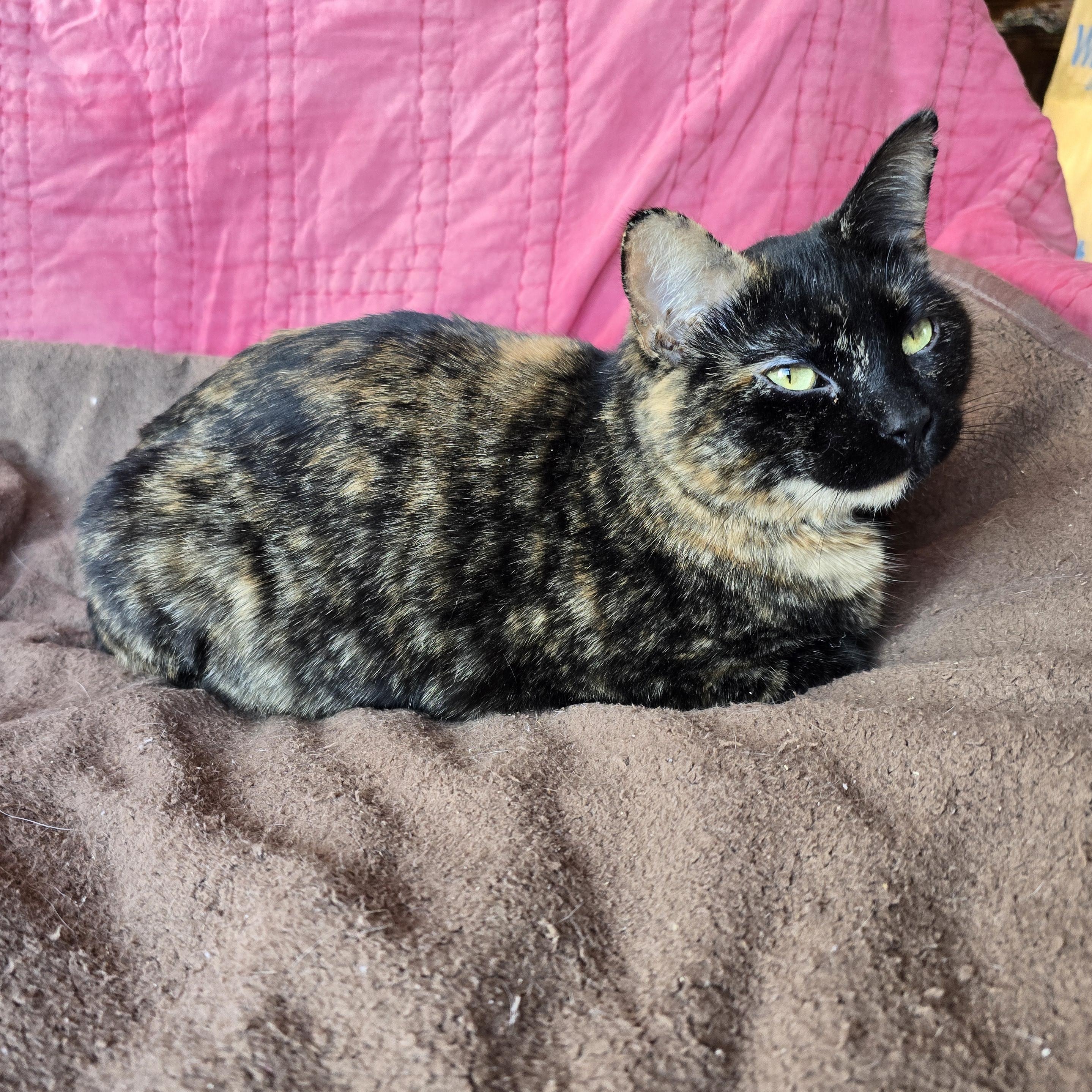 MITTENS, adoptable, Adult Female American Shorthair.