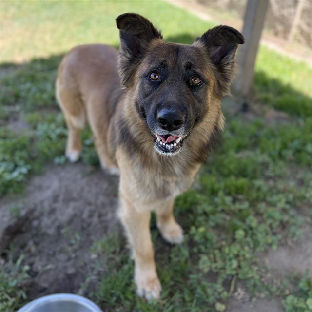 FUZZY, Adoptable, Adult Male German Shepherd Dog & Mixed Breed.