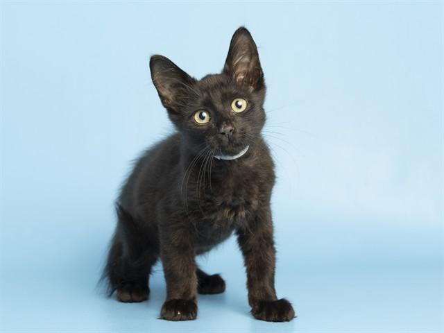 Enlarge CODY, a Adoptable Domestic Short Hair in Phoenix, AZ image 1/1