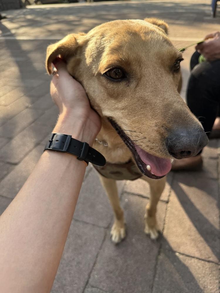 Enlarge RABITO, a Adoptable mixed breed in Langley, BC image 2/6