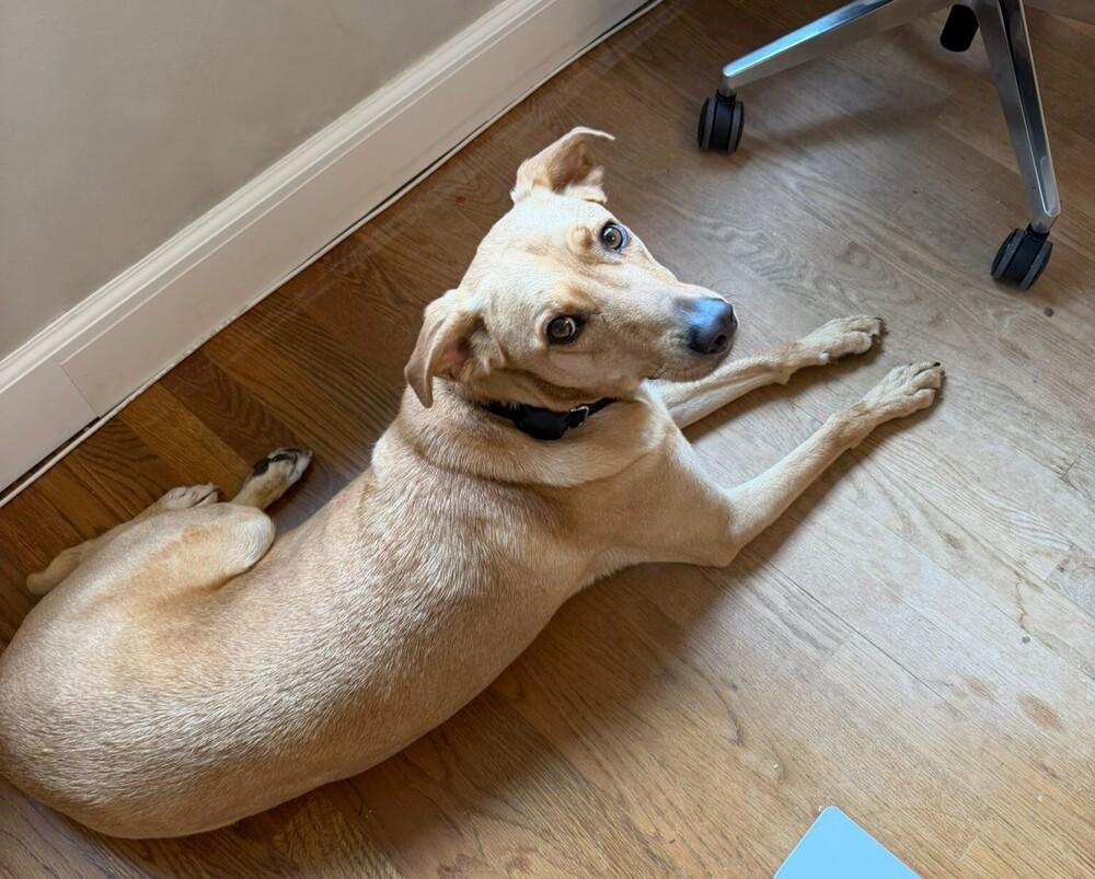 Enlarge RABITO - LOCAL! (North Vancouver), a Adoptable mixed breed in Langley, BC image 1/6