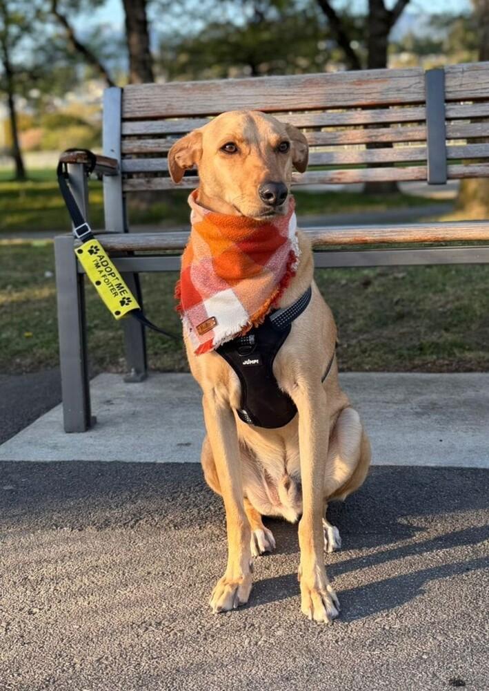 Enlarge RABITO - LOCAL! (North Vancouver), a Adoptable mixed breed in Langley, BC image 2/6