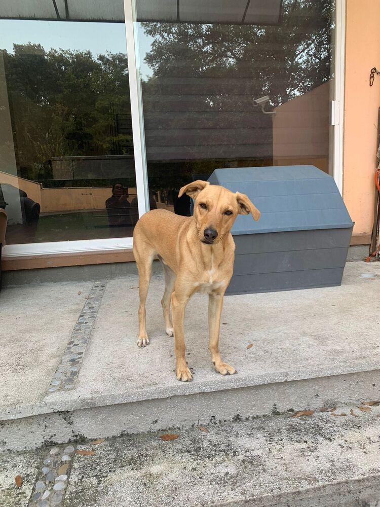 ROBBIE, a Adoptable mixed breed in Langley, BC image 4/6