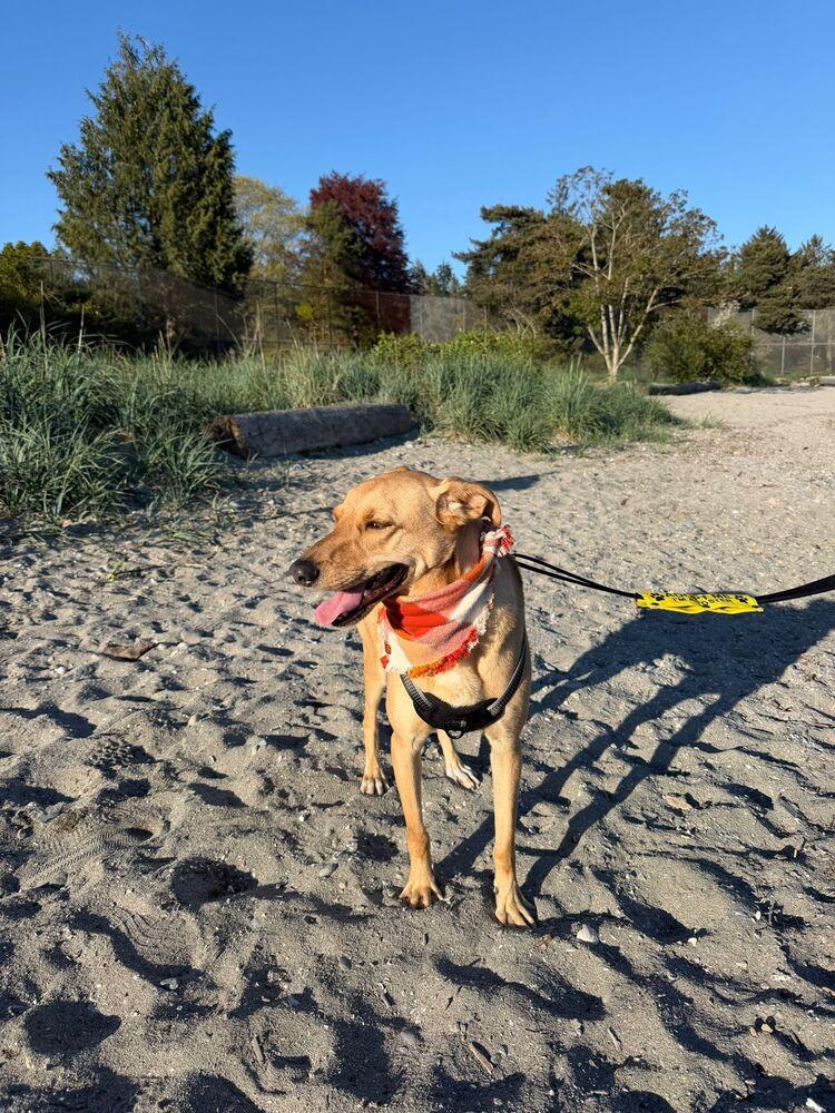 Enlarge RABITO - LOCAL! (North Vancouver), a Adoptable mixed breed in Langley, BC image 3/6