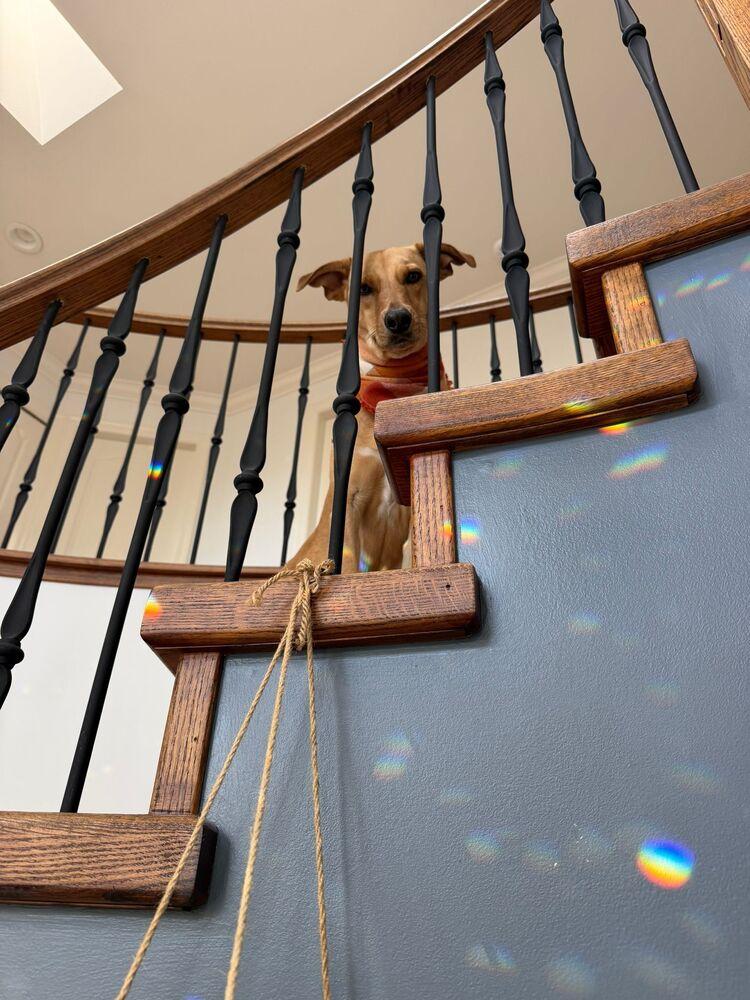 Enlarge RABITO - LOCAL! (North Vancouver), a Adoptable mixed breed in Langley, BC image 4/6