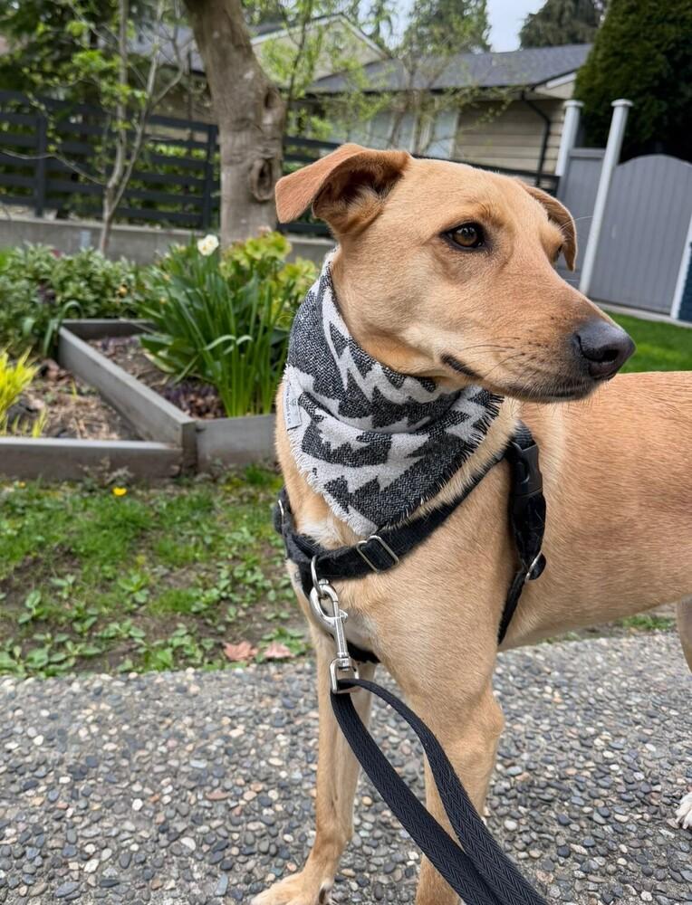 Enlarge RABITO - LOCAL! (North Vancouver), a Adoptable mixed breed in Langley, BC image 2/6