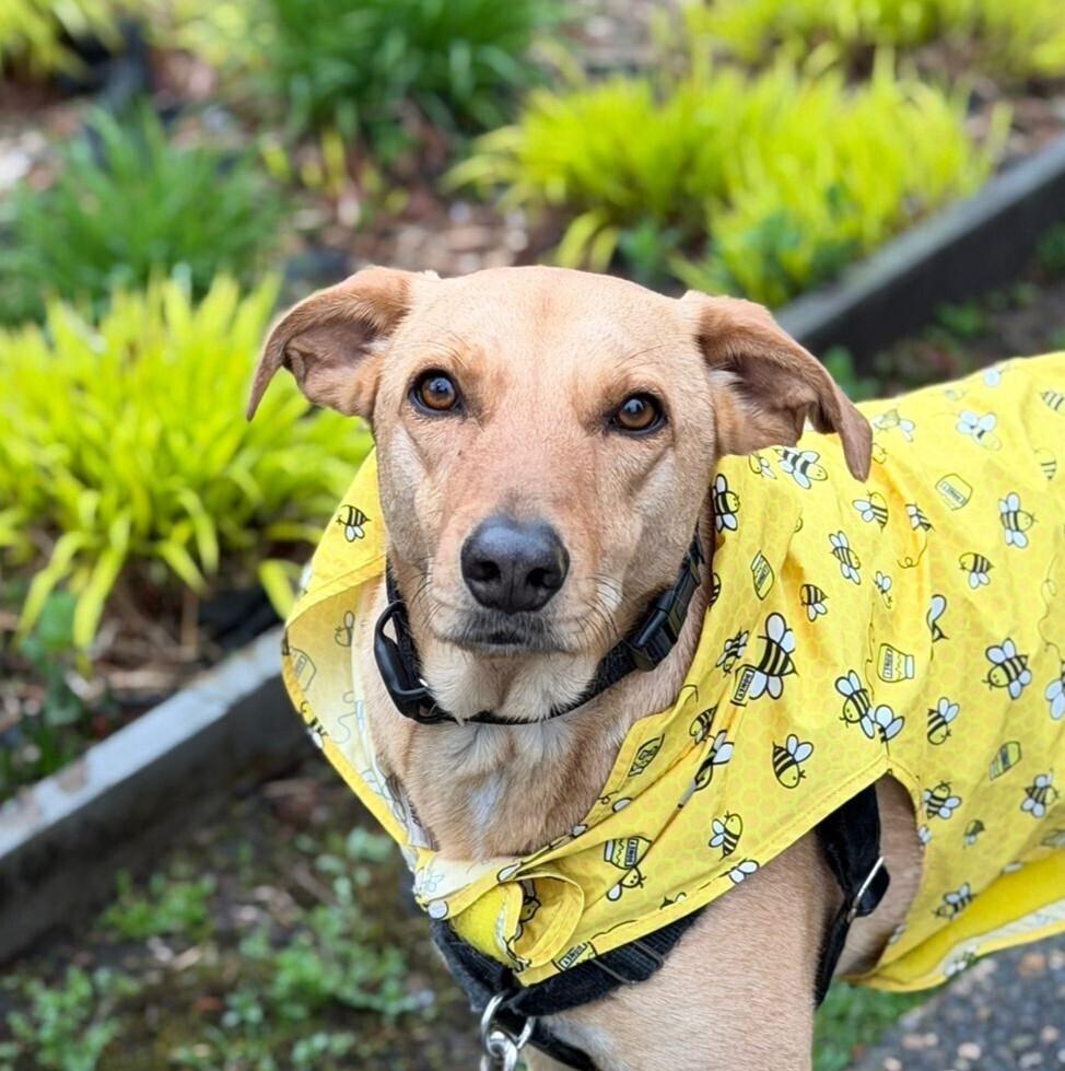 Enlarge RABITO - LOCAL! (North Vancouver), a Adoptable mixed breed in Langley, BC image 3/6