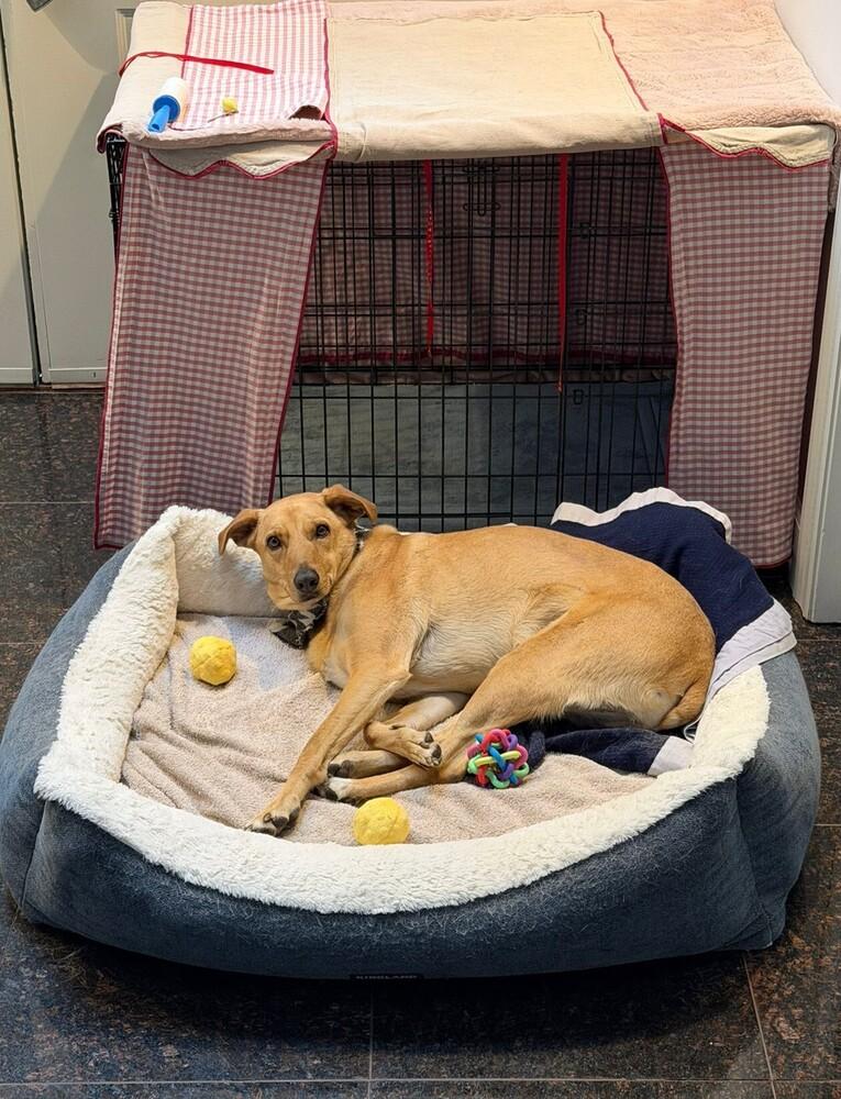 RABITO - LOCAL! (North Vancouver), Adoptable, Adult Male Labrador Retriever.