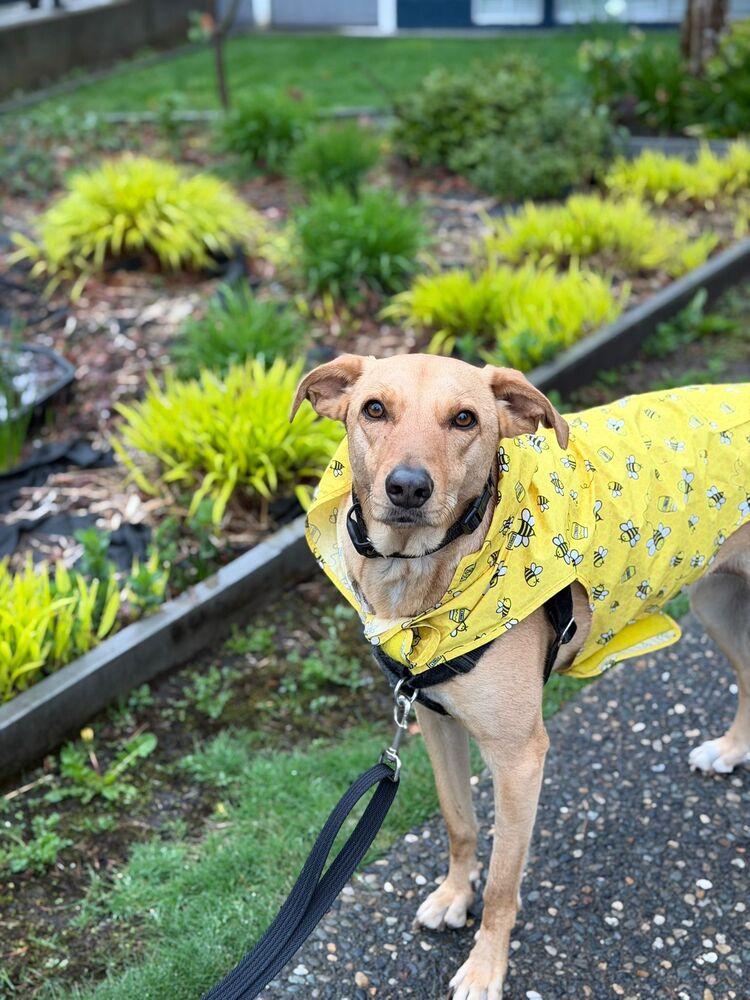 Enlarge RABITO - LOCAL! (North Vancouver), a Adoptable mixed breed in Langley, BC image 5/6