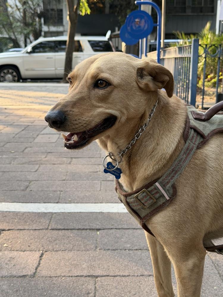 Enlarge RABITO, a Adoptable mixed breed in Langley, BC image 3/6