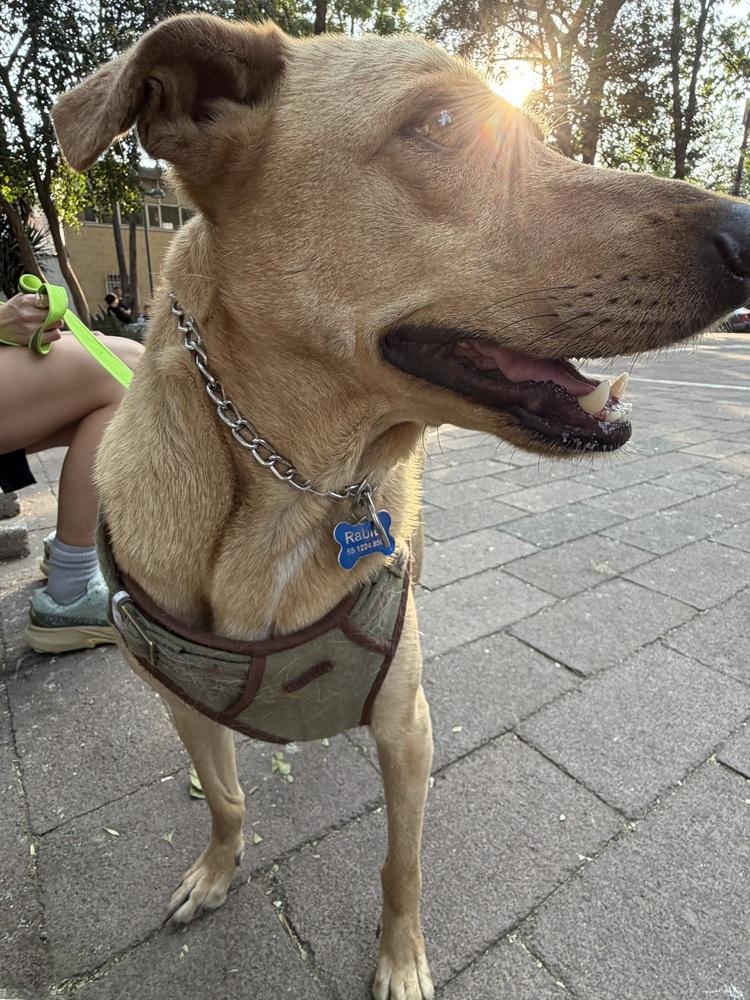 Enlarge RABITO, a Adoptable mixed breed in Langley, BC image 4/6