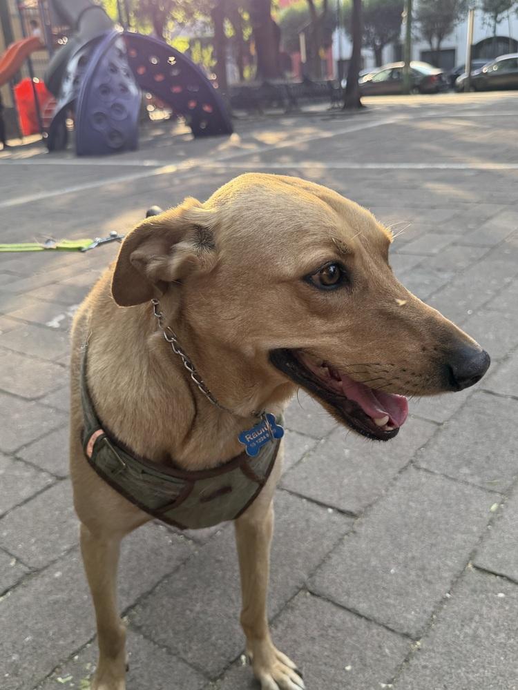 Enlarge RABITO, a Adoptable mixed breed in Langley, BC image 5/6