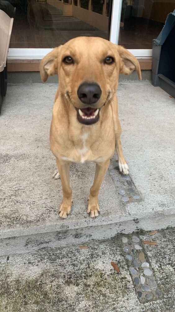 ROBBIE, a Adoptable mixed breed in Langley, BC image 5/6