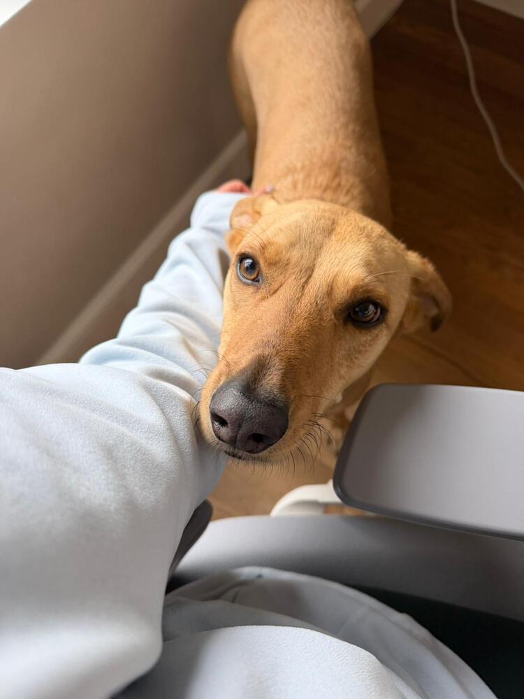 Enlarge RABITO - LOCAL! (North Vancouver), a Adoptable mixed breed in Langley, BC image 6/6