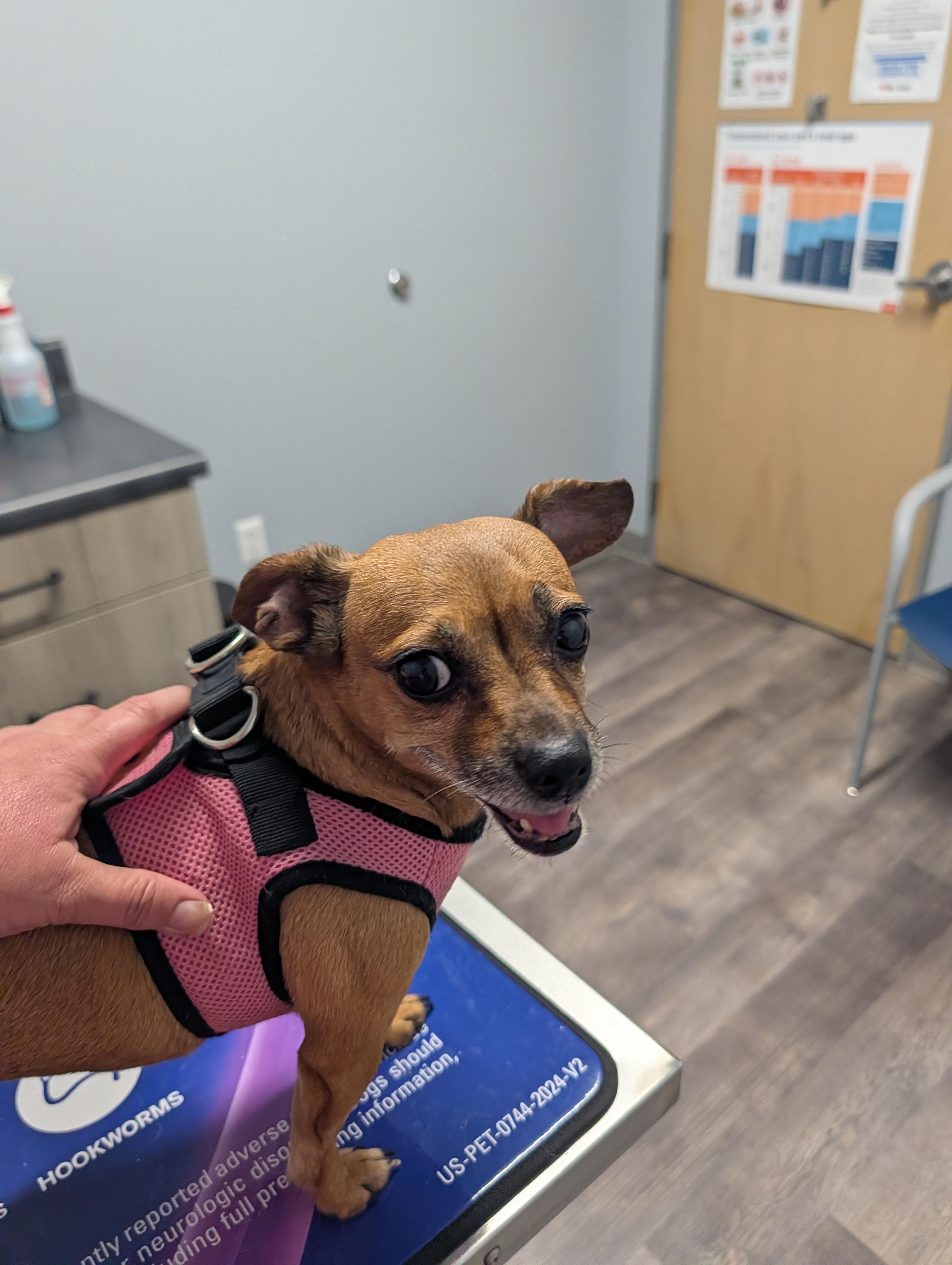 Enlarge Ivy, a Adopted mixed breed in Richmond, VA image 3/5