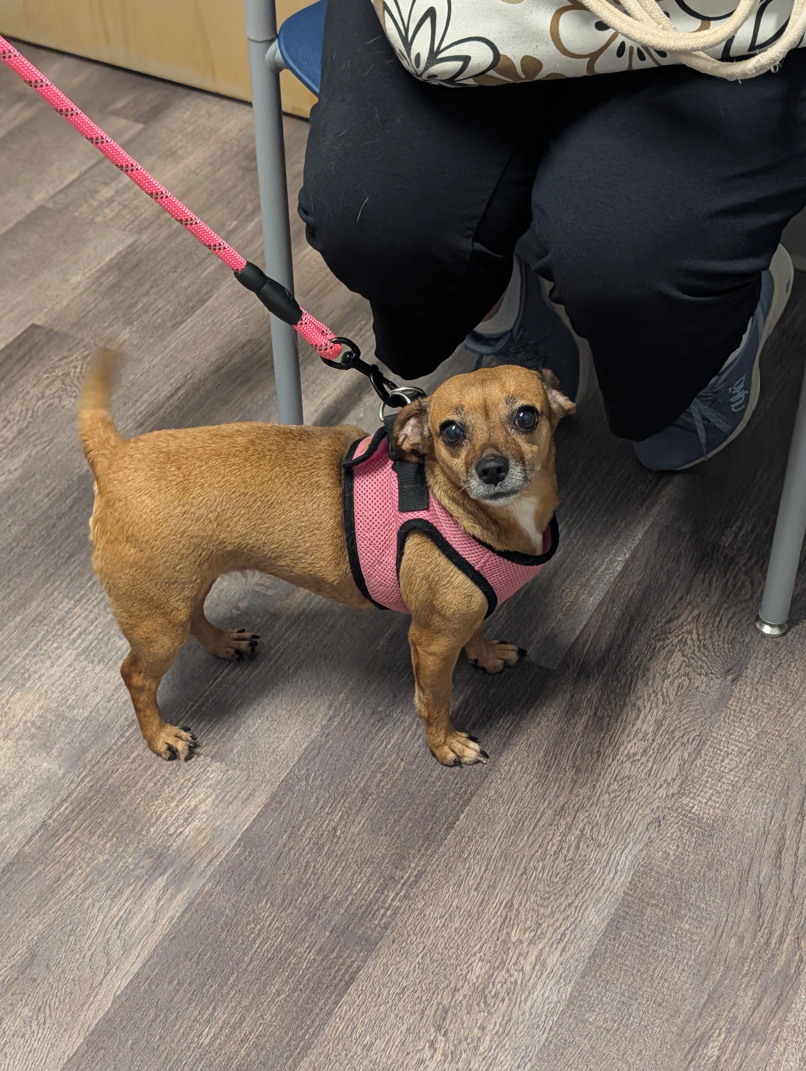 Enlarge Ivy, a Adopted mixed breed in Richmond, VA image 2/5