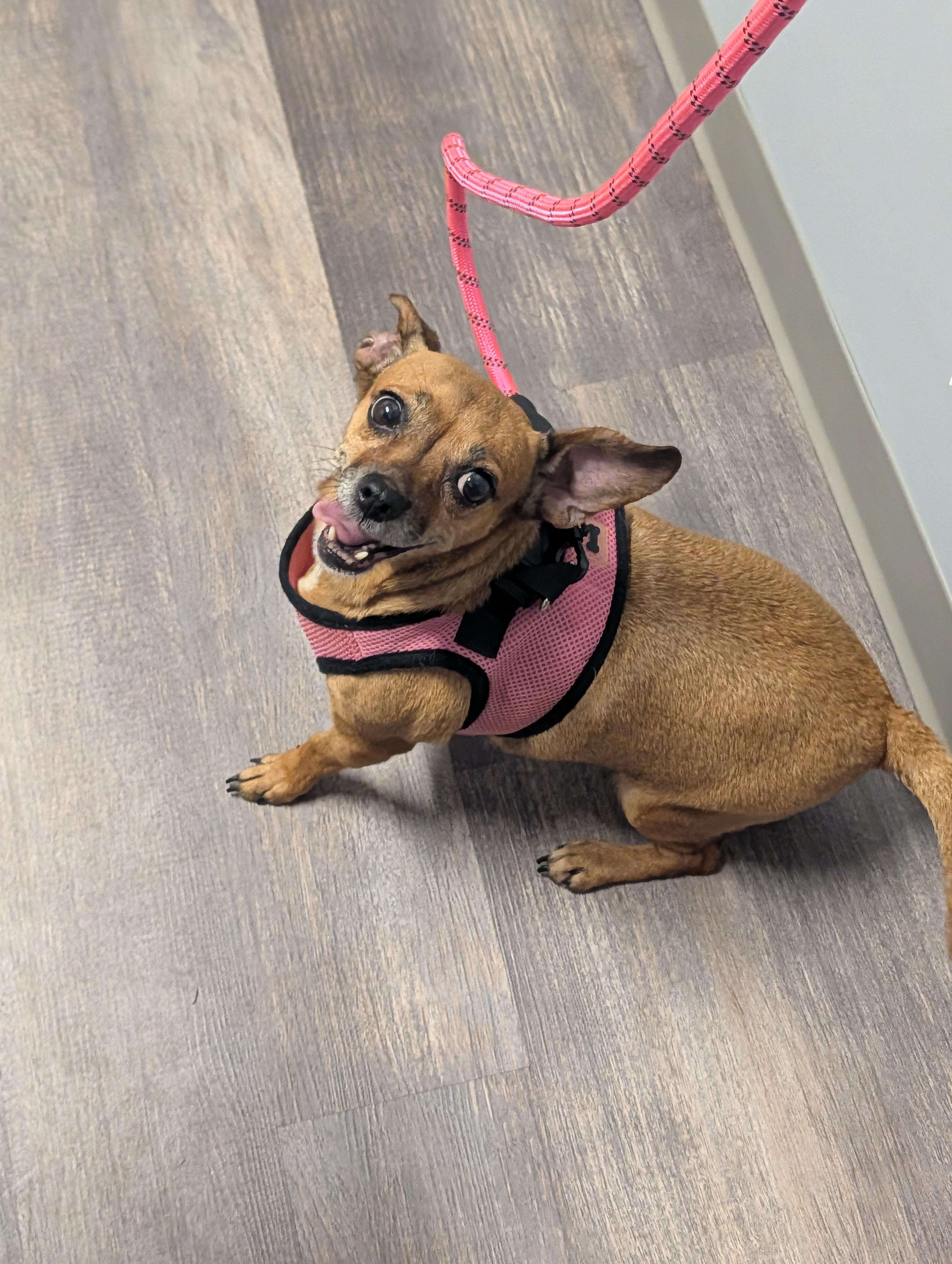Enlarge Ivy, a Adopted mixed breed in Richmond, VA image 1/5