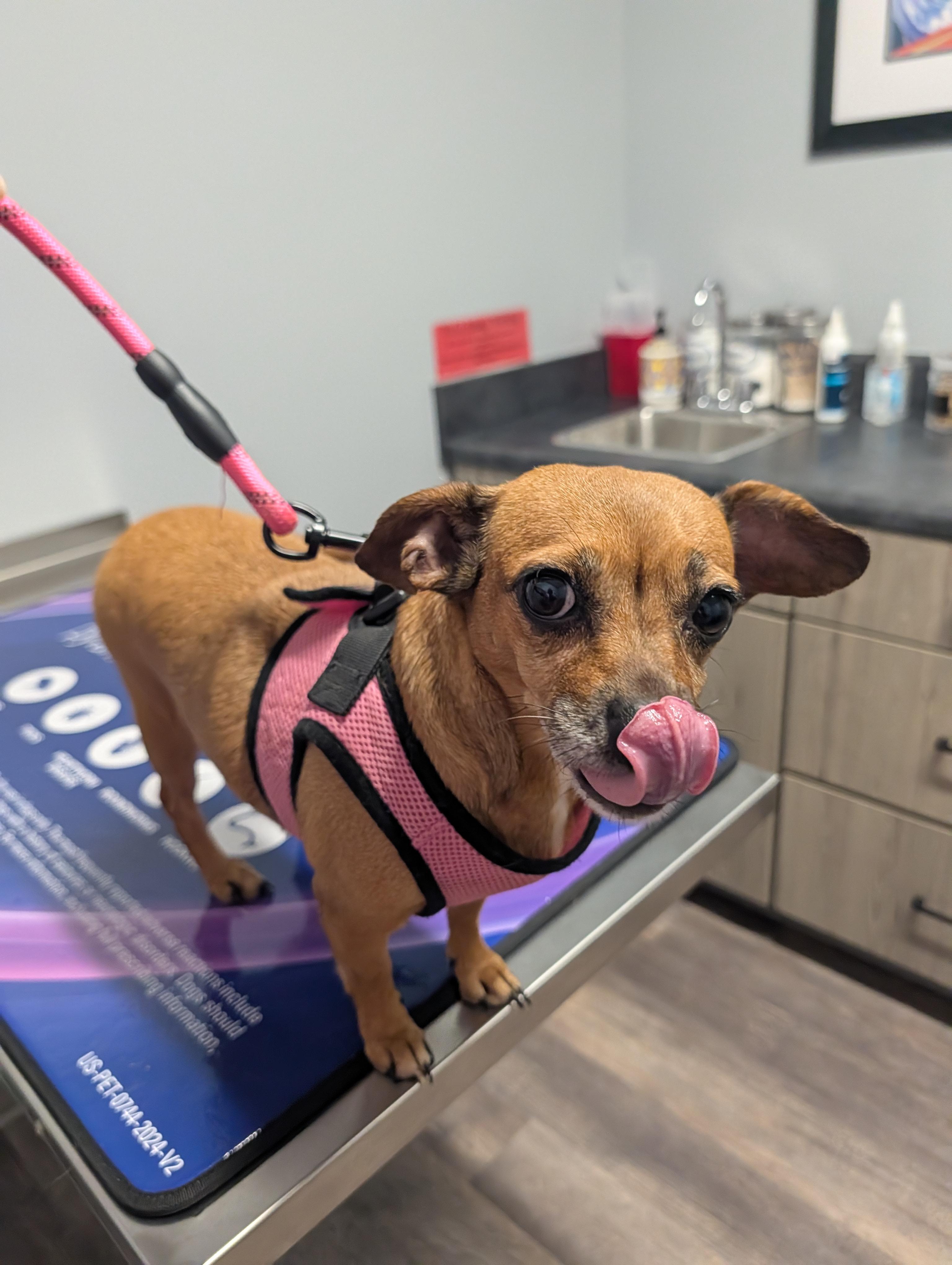 Enlarge Ivy, a Adopted mixed breed in Richmond, VA image 5/5
