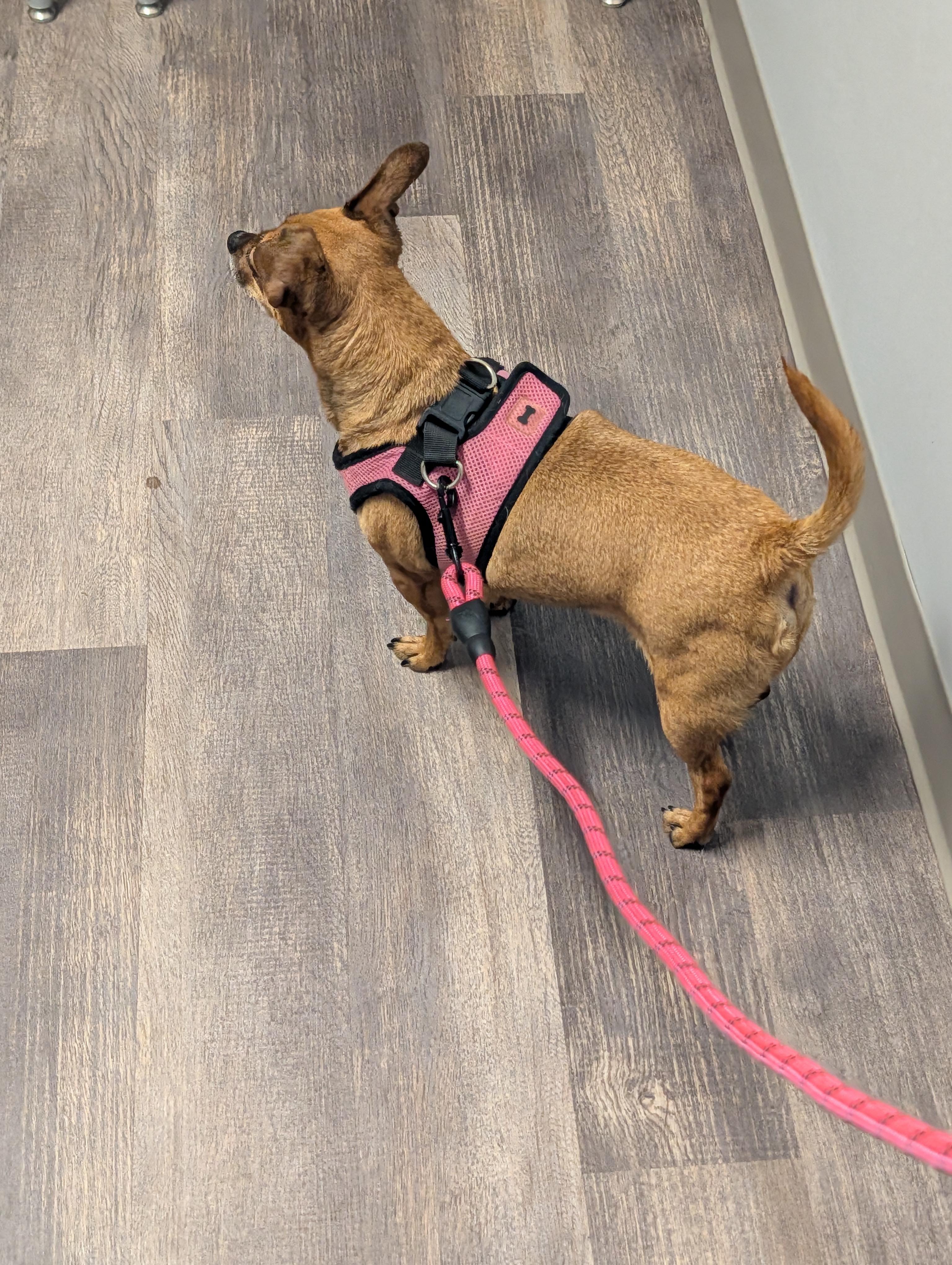Enlarge Ivy, a Adopted mixed breed in Richmond, VA image 4/5