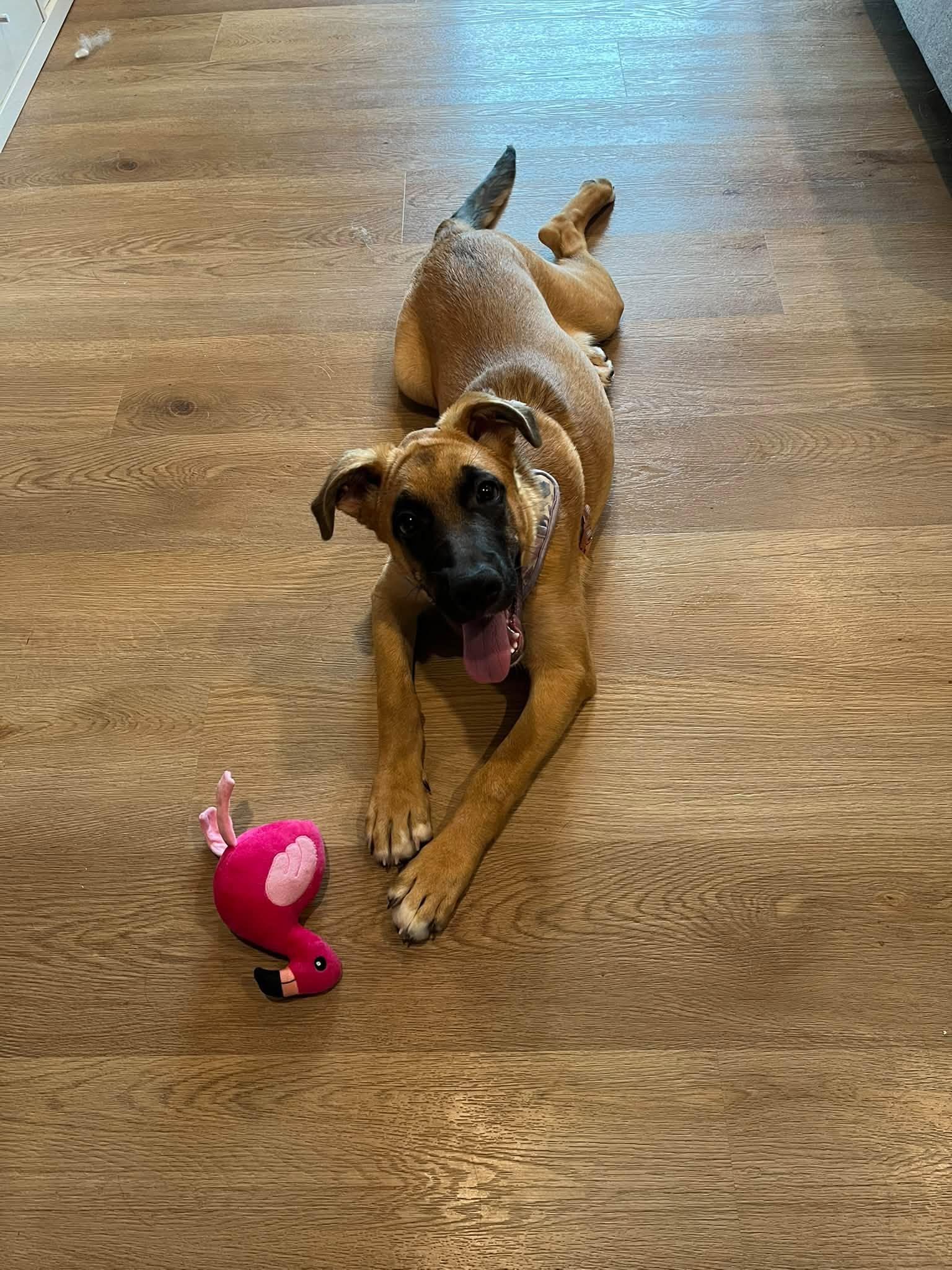 Enlarge Azra, a Adoptable Mixed Breed in Woodstock, ON image 5/6