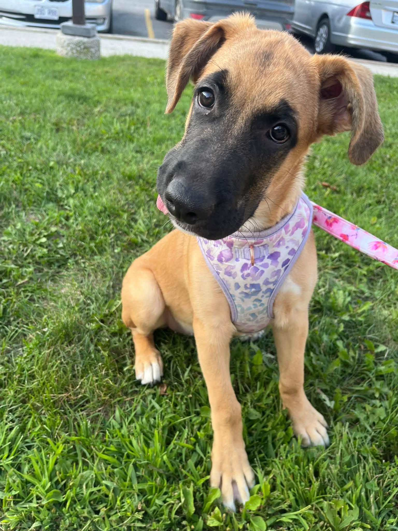 Enlarge Azra, a Adoptable Mixed Breed in Woodstock, ON image 2/6