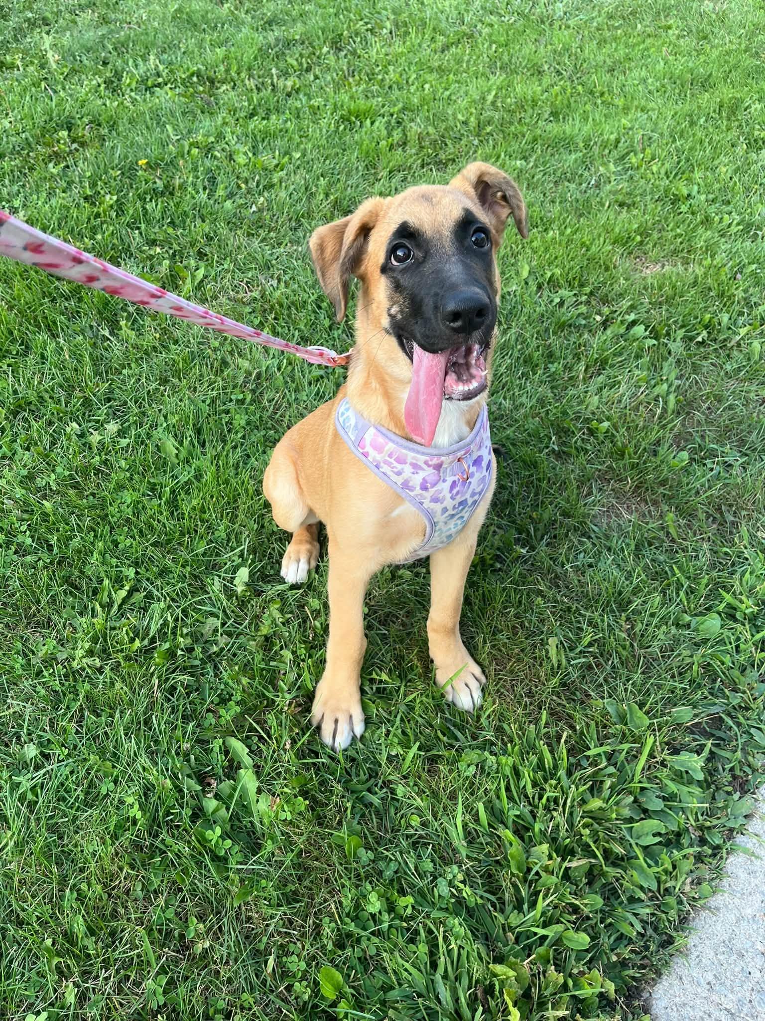 Azra, Adoptable, Young Female Mixed Breed.
