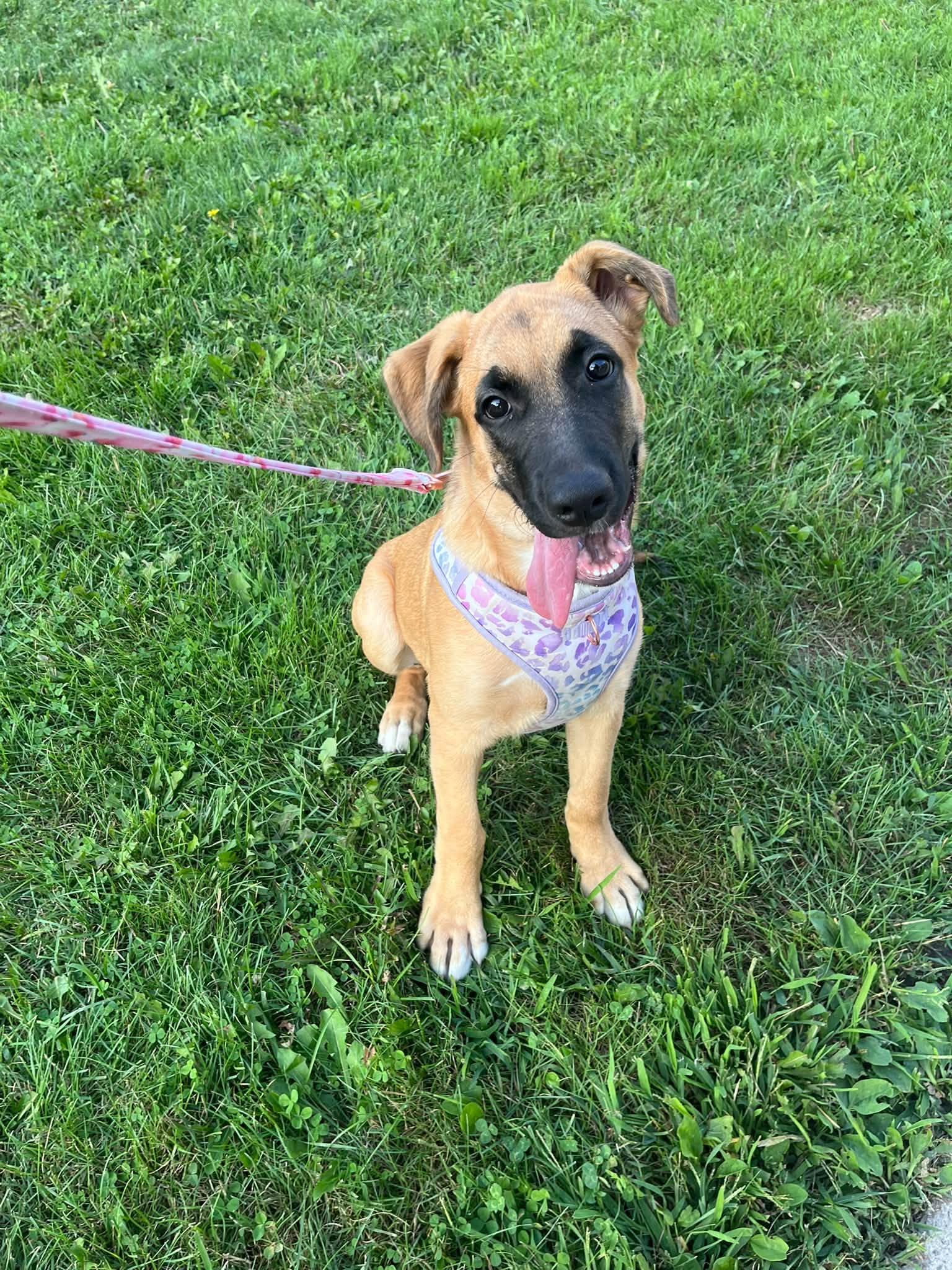 Enlarge Azra, a Adoptable Mixed Breed in Woodstock, ON image 3/6
