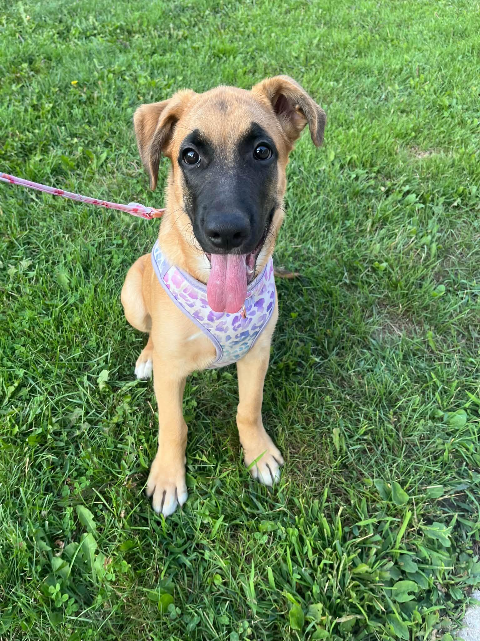 Enlarge Azra, a Adoptable Mixed Breed in Woodstock, ON image 4/6