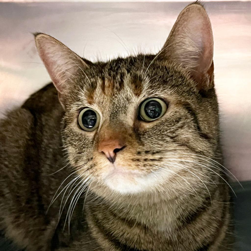 Enlarge Gypsy, a Adoptable mixed breed in Olean, NY image 1/1