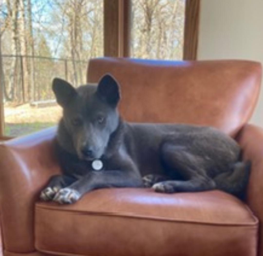 Enlarge Boots, a Adoptable mixed breed in St Paul, MN image 2/6