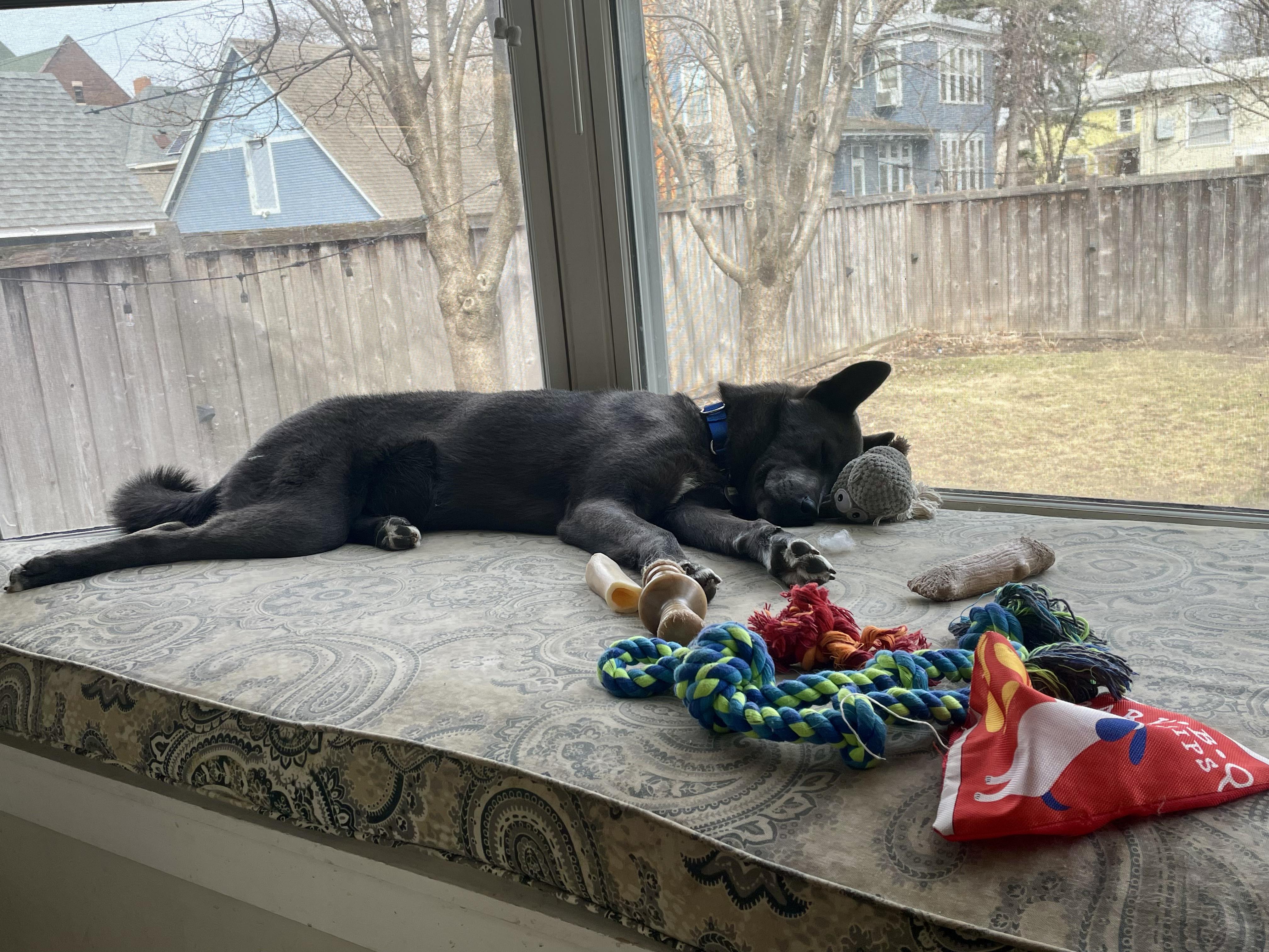 Enlarge Boots, a Adoptable mixed breed in St Paul, MN image 3/6