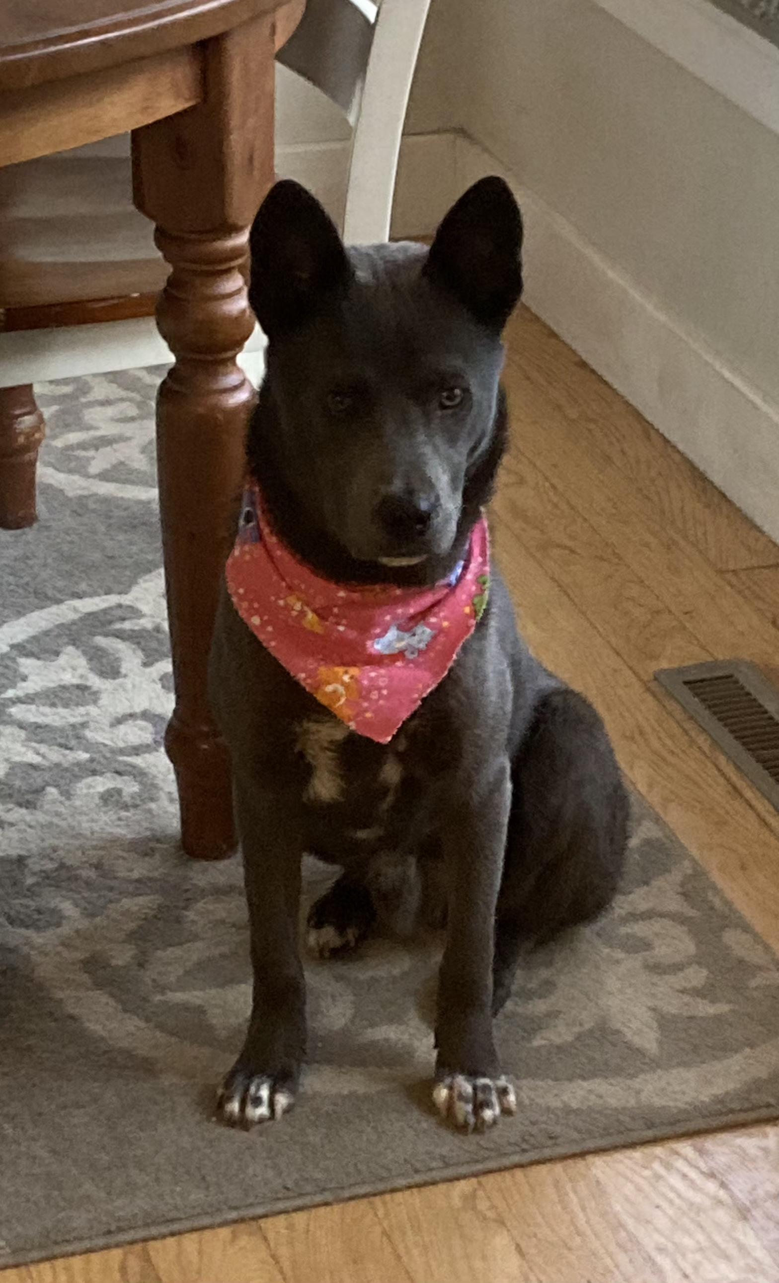 Boots, ADOPTABLE, Young • Male, Finnish Spitz & German Shepherd Dog.