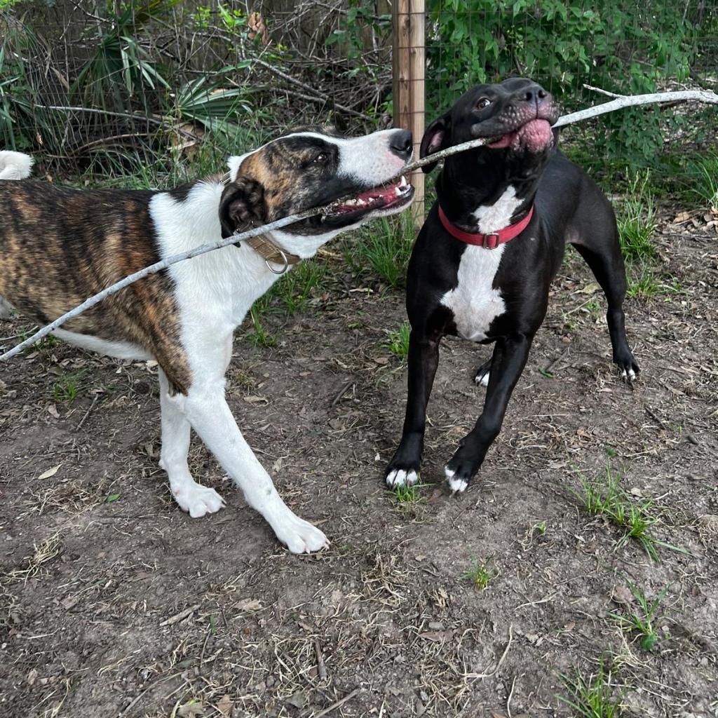 Emilio aka Miles, a Adoptable mixed breed in Tomball, TX image 1/6