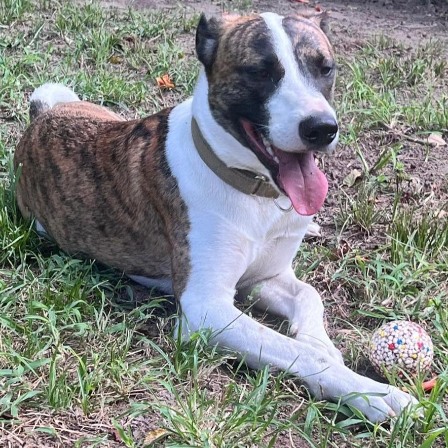 Emilio aka Miles, a Adoptable mixed breed in Tomball, TX image 2/6
