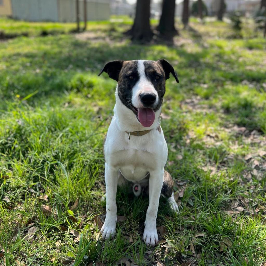 Emilio aka Miles, a Adoptable mixed breed in Tomball, TX image 3/6