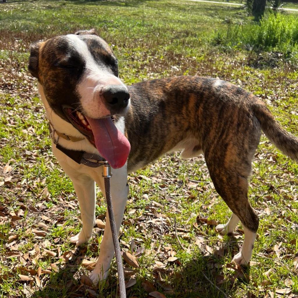 Emilio aka Miles, a Adoptable mixed breed in Tomball, TX image 4/6