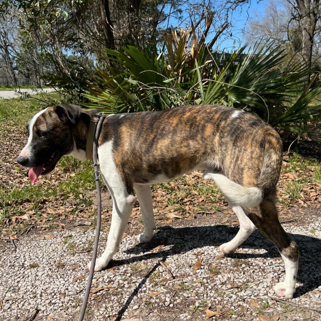 Emilio aka Miles, a Adoptable mixed breed in Tomball, TX image 6/6