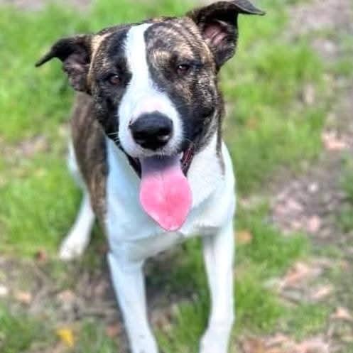 Enlarge Emilio aka Miles, a Adoptable mixed breed in Tomball, TX image 6/6