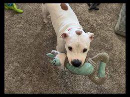 Daisy, Adoptable, Adult Female American Bulldog.