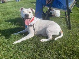 Daisy, a Adoptable mixed breed in Sioux City, IA image 2/4