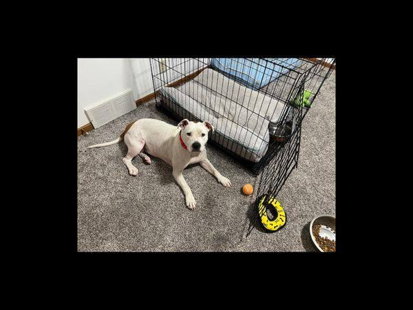 Daisy, a Adoptable mixed breed in Sioux City, IA image 3/4